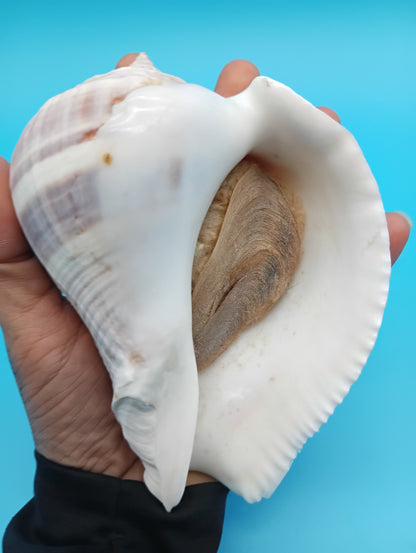 West Indian Crown Conch Specimen with Operculum & Documentation – Melongena melongena – 5"