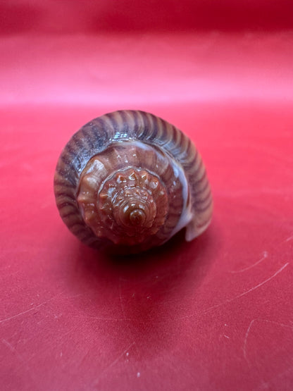 Amoria zebra Black Variety Volute 1.9" Display Shell with Documentation