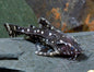 Spotted Raphael Catfish