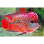 Red Dragon Flowerhorn