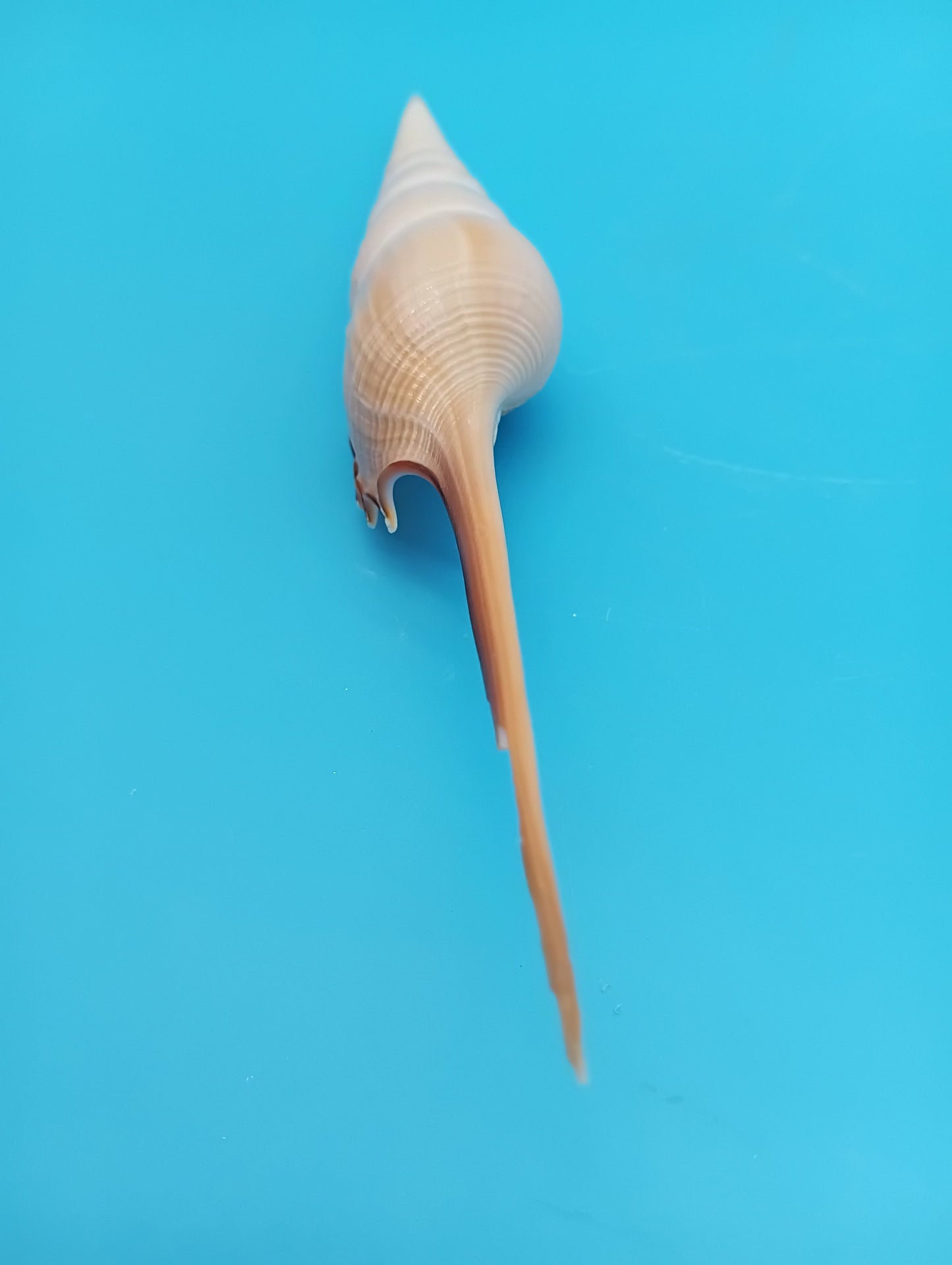 Large Shinbone Tibia Shell Display – Coastal Home Decor Specimen (Tibia fusus) 9"