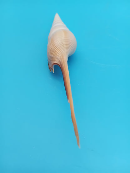 Large Shinbone Tibia Shell Display – Coastal Home Decor Specimen (Tibia fusus) 9"