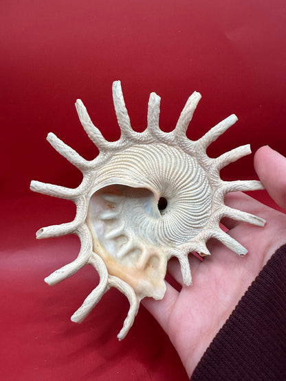 Sun Carrier Shell 4.5" Display – Coastal Decor Stellaria solarius Xenophora