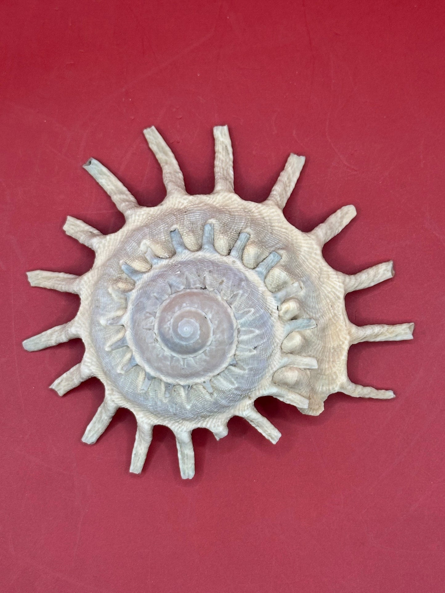 Sun Carrier Shell 4.5" Display – Coastal Decor Stellaria solarius Xenophora