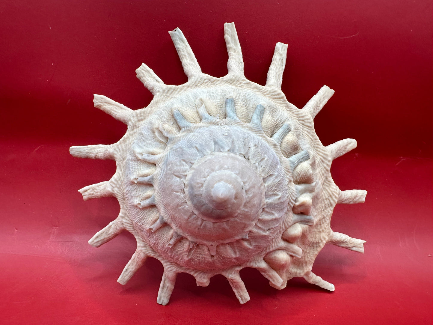 Sun Carrier Shell 4.5" Display – Coastal Decor Stellaria solarius Xenophora