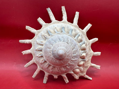 Sun Carrier Shell 4.5" Display – Coastal Decor Stellaria solarius Xenophora