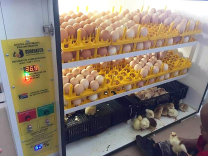 SH680 Automatic Digital Egg Incubator and Hatcher for 680 eggs