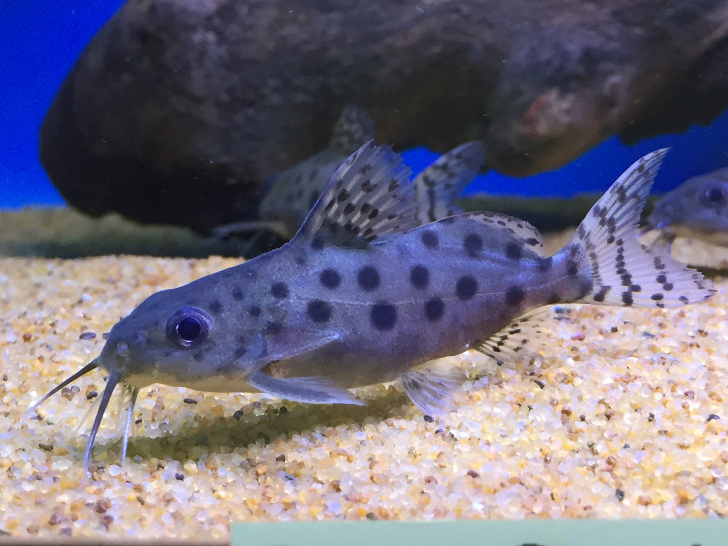 Synodontis ocellifer