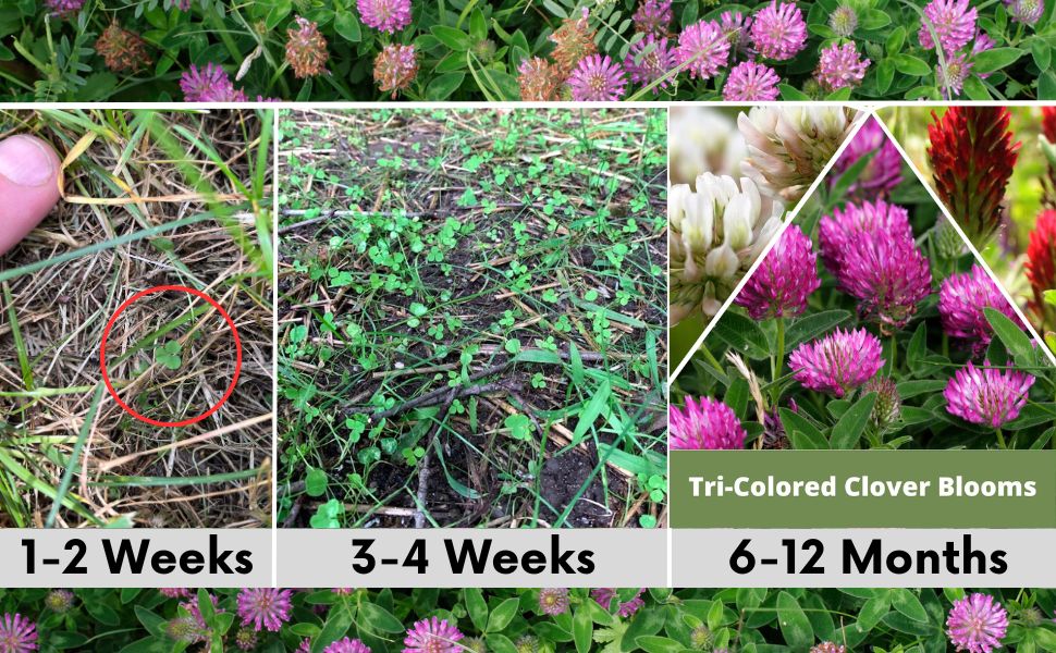Tri-Color Clover Seed Blend
