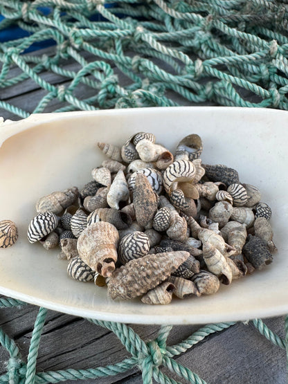 Teeny Tiny Natural Shell Mix