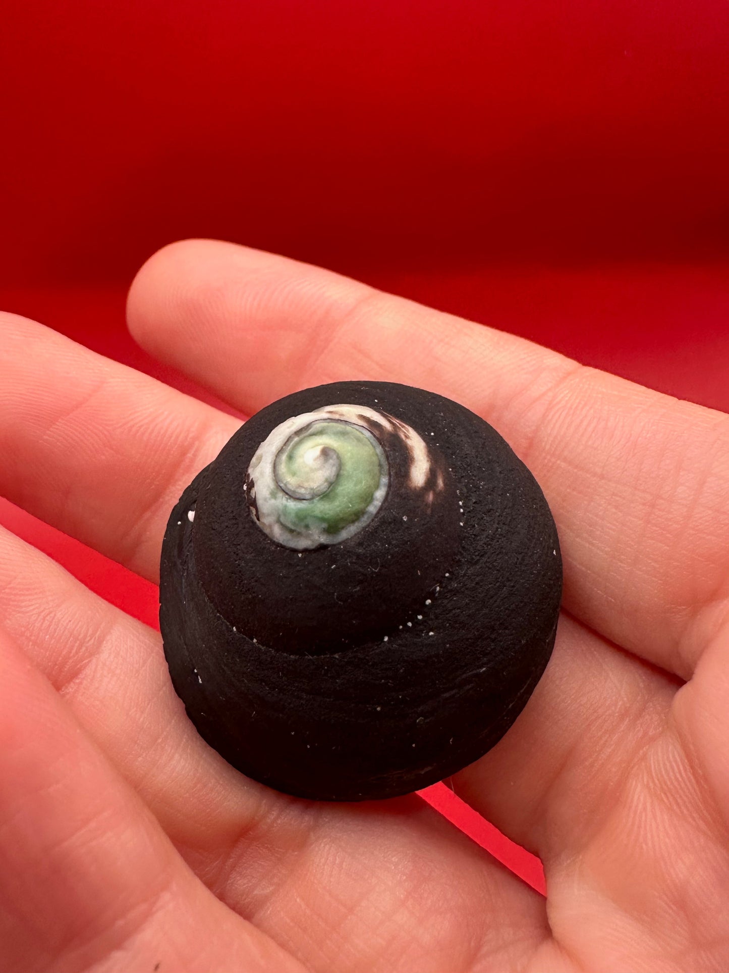 Tegula atra Display Shell with Operculum – Documented Specimen from Chile