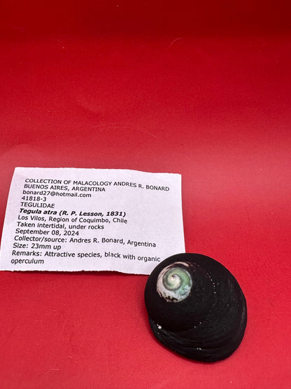 Tegula atra Display Shell with Operculum – Documented Specimen from Chile