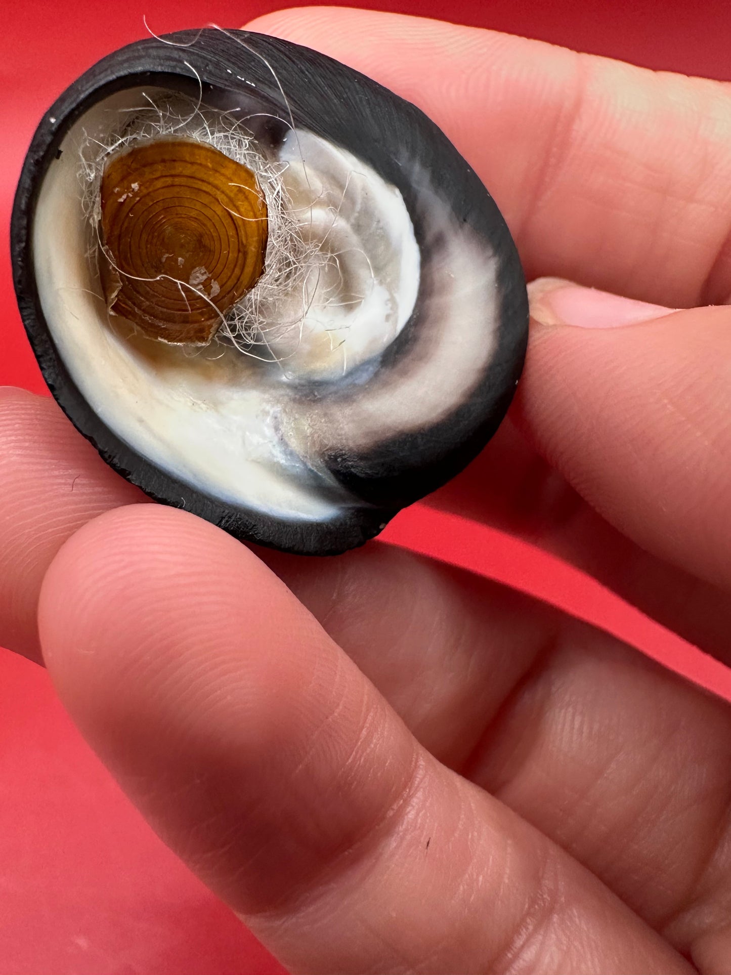 Tegula atra Display Shell with Operculum – Documented Specimen from Chile