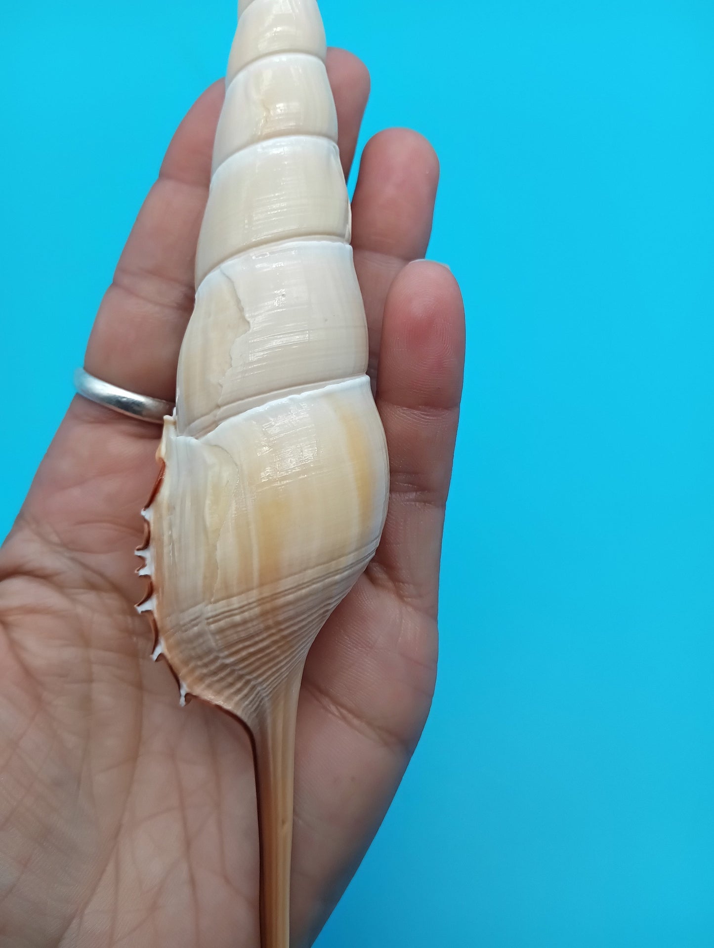 Large Shinbone Tibia Shell Display – Coastal Home Decor Specimen (Tibia fusus) 9"