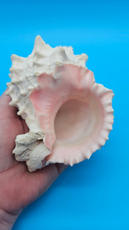 Freak Double Lip Pink Murex – Chicoreus palmarosae 4.4"