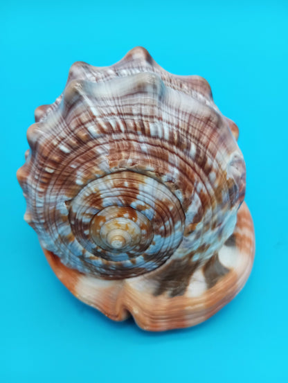 Signed Carved Cameo Three Graces Shell 4.7" – Premium Coastal Decor Accent