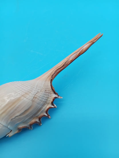 Large Shinbone Tibia Shell Display – Coastal Home Decor Specimen (Tibia fusus) 9"