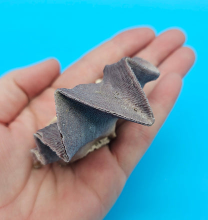 Mini Cockscomb (Zigzag) Oyster – Lopha cristagalli 2.7"