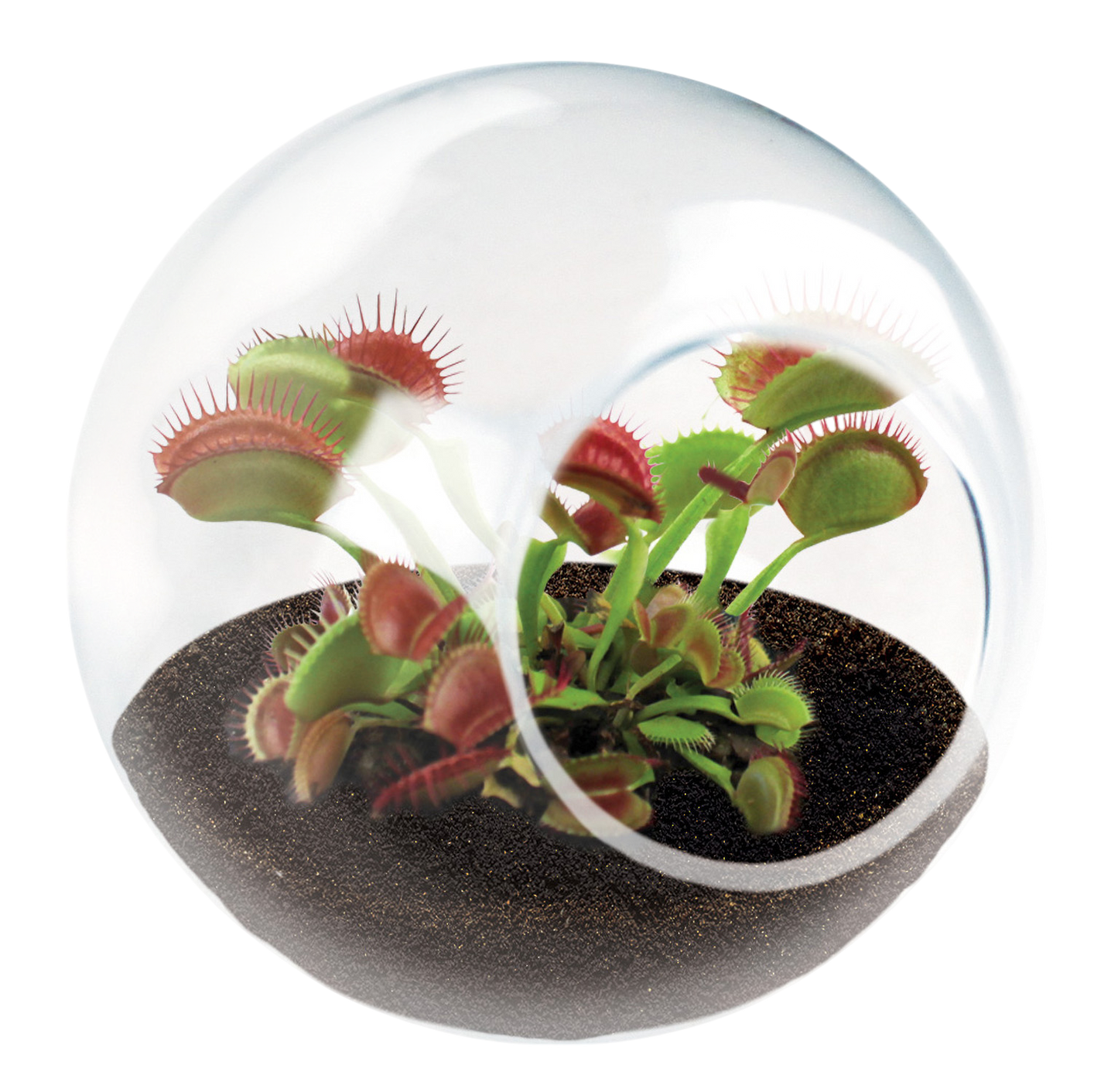 Carnivorous Tiny Terrariums Bundle - 2 each of 2 Varieties