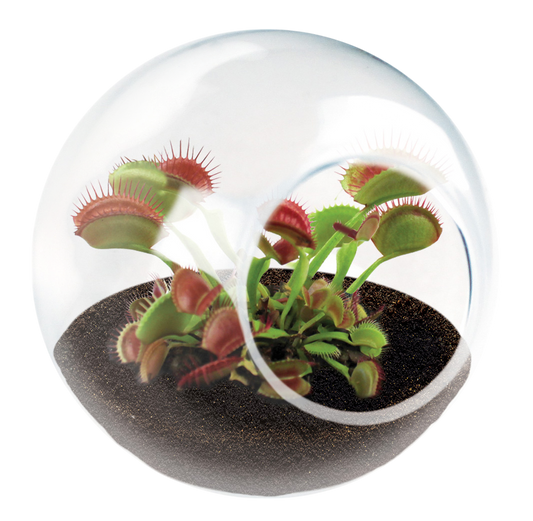 Carnivorous Tiny Terrariums Bundle - 2 each of 2 Varieties