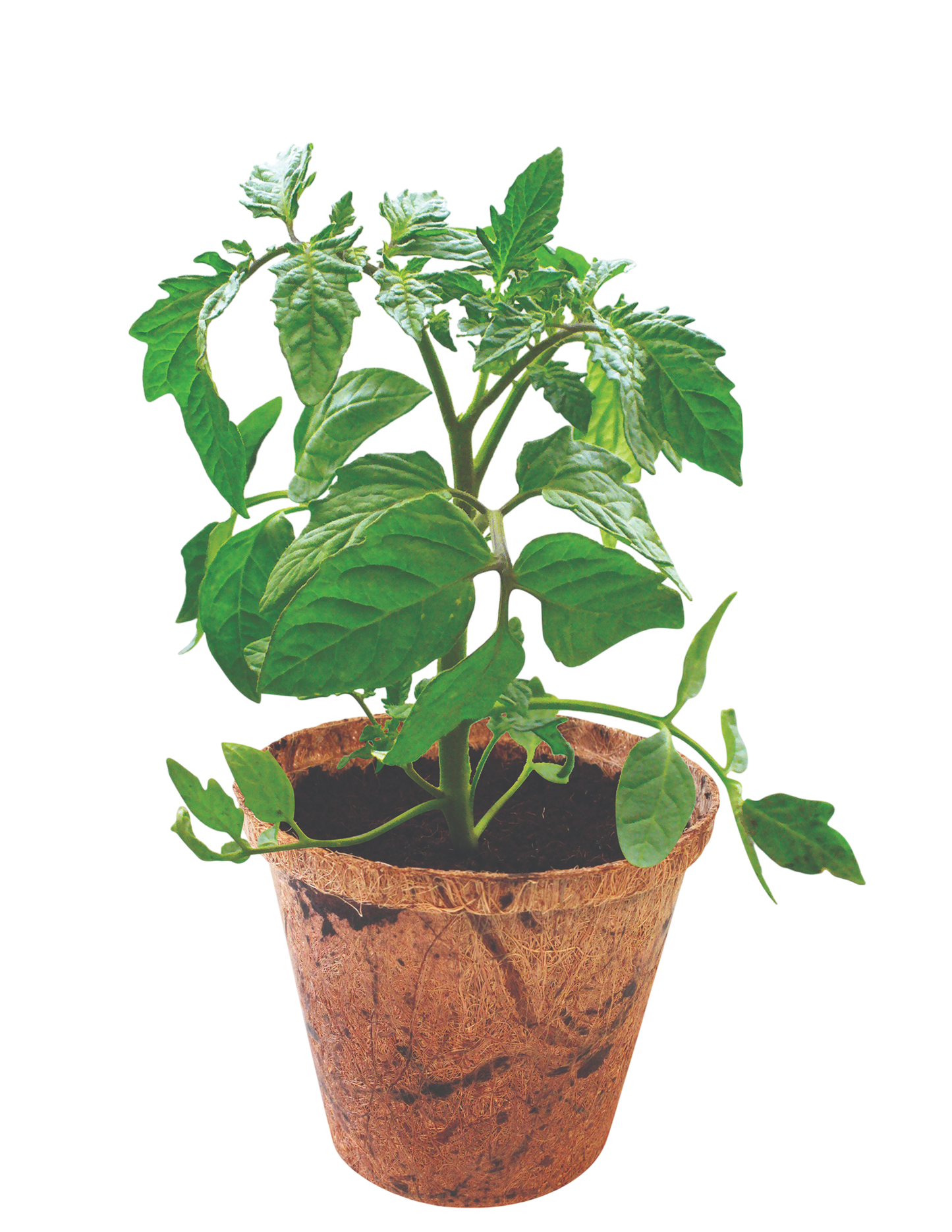 Grape Tomatoes Plant-It-Starters - Multipack of 4