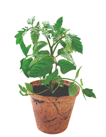 Grape Tomatoes Plant-It-Starters - Multipack of 4