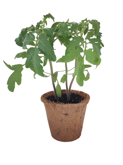 Grape Tomatoes Plant-It-Starters - Multipack of 4