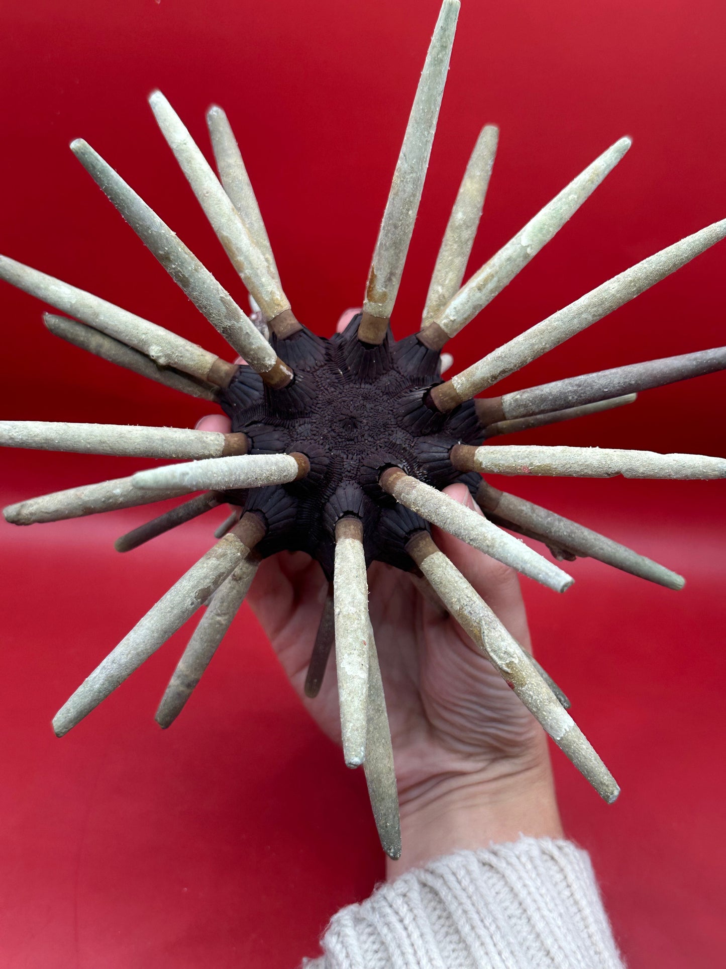 Club Urchin with Spines – Phyllacanthus parvispinus, 9"