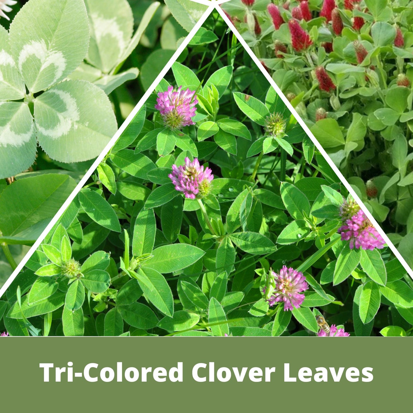 TRI-Color Clover + Mow Less Grass Seed