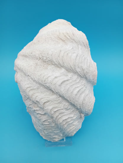 Derasa Clam Shell – Tridacna derasa, 7"