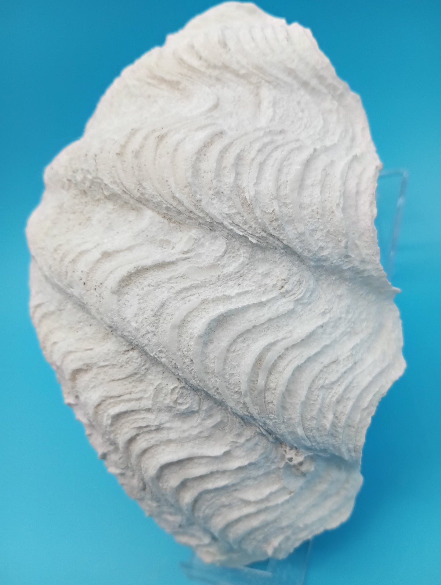 Derasa Clam Shell – Tridacna derasa, 7"