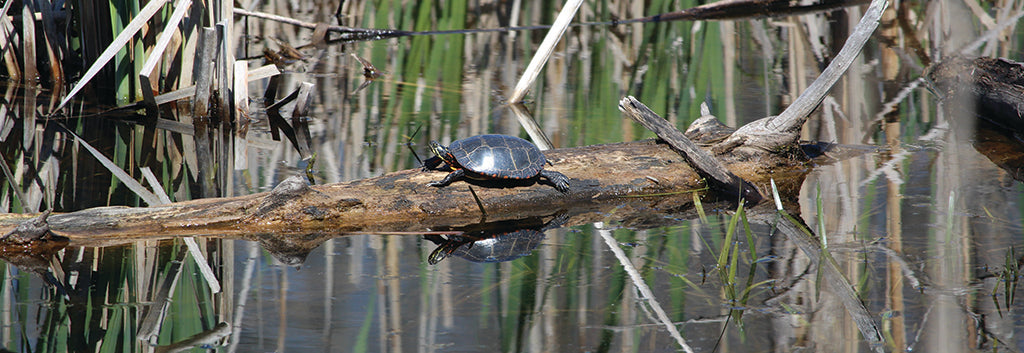 Rockland Area Trail Map