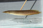 Spiney Eel