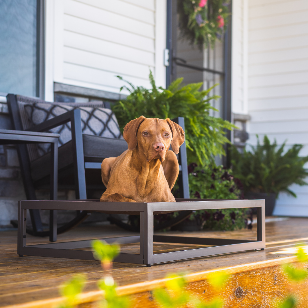 The Up Pup Dog Bed