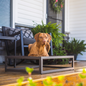 The Up Pup Dog Bed