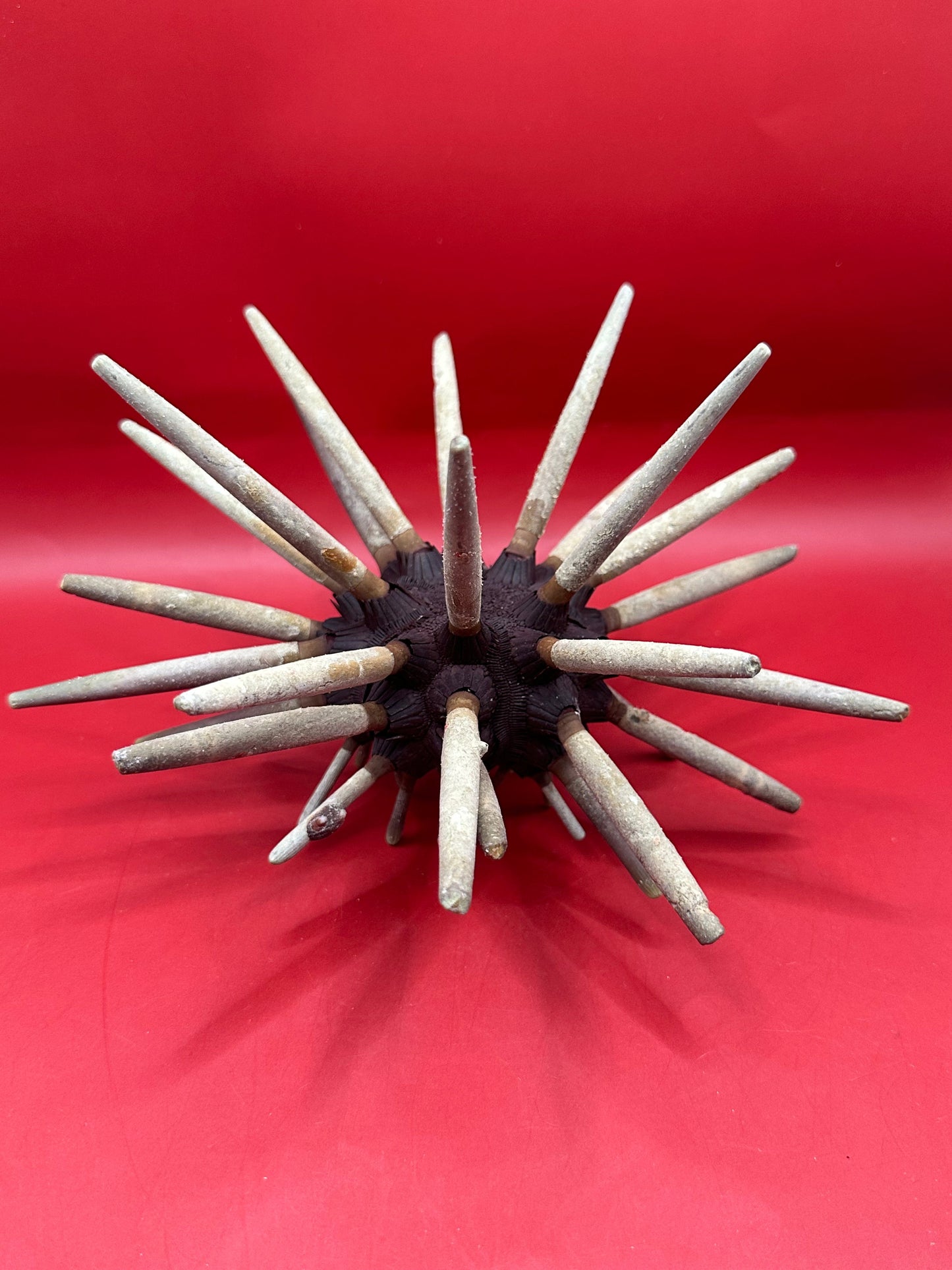 Club Urchin with Spines – Phyllacanthus parvispinus, 9"