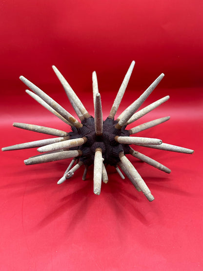 Club Urchin with Spines – Phyllacanthus parvispinus, 9"