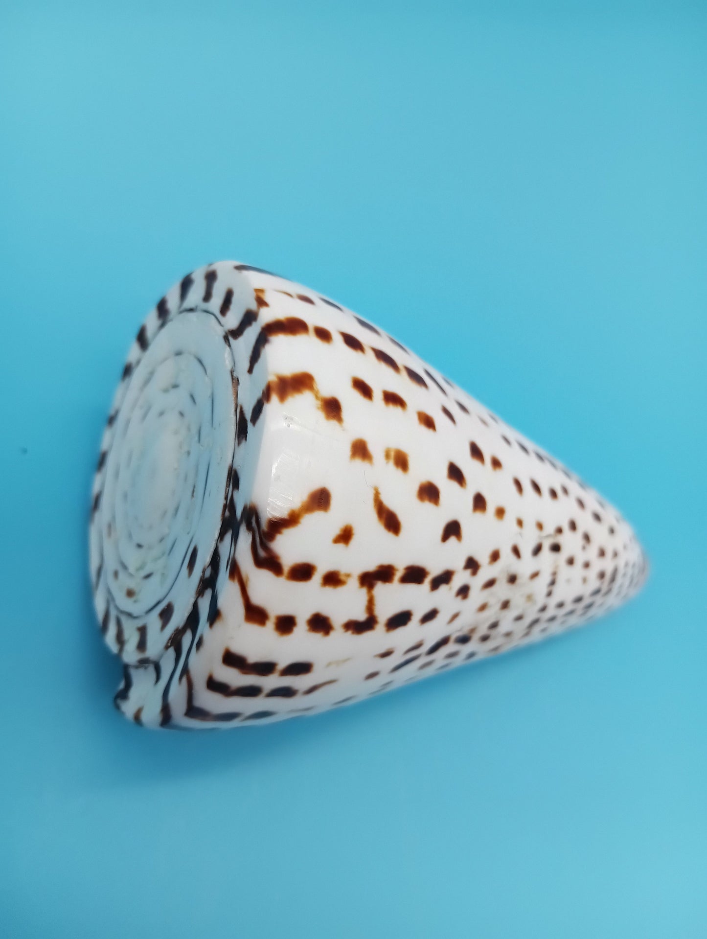 4" Polished Alphabet Cone Shell – Display Shell Coastal Decor