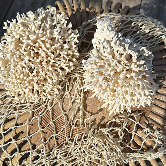 Vintage Birdsnest Coral Specimen - Coastal Home Decor (Asplenium nidus)