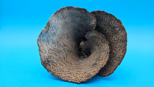 Vintage Cup Coral (Turbinaria reniformis) – 5.9