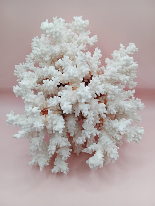 Vintage Brownstem Coral – Natural Textured Branch Form 8x7x 5.5