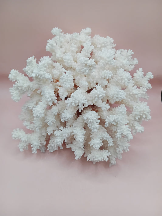 Vintage White Brownstem Coral – Natural Textured Branch Form (9.5"x4.5"x8")