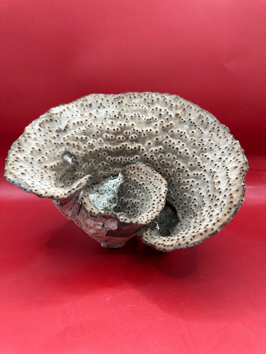 Vintage Natural Cup Coral - Turbinaria reniformis, Exact Coral 6.5x5x5"