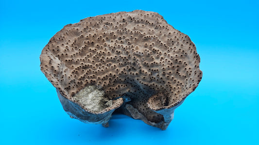 Vintage Cup Coral (Turbinaria reniformis) – 5.7"