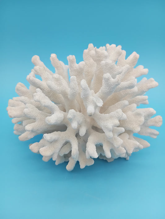 Vintage Elkhorn Coral Specimen - Natural Coastal Decor 6.5x6x5