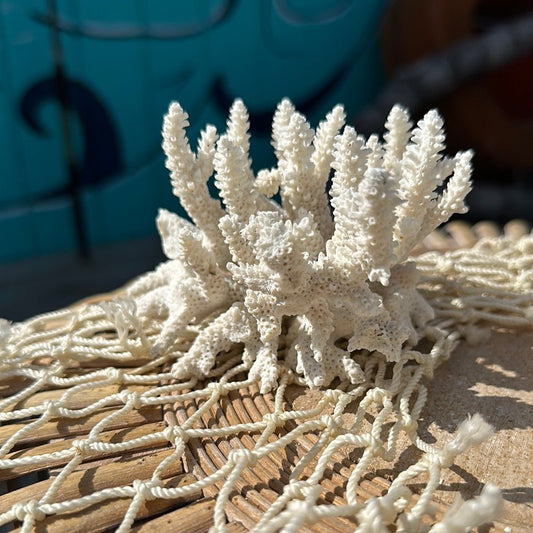 Vintage Finger Coral Specimen - Coastal Home Decor (Porites compressa)