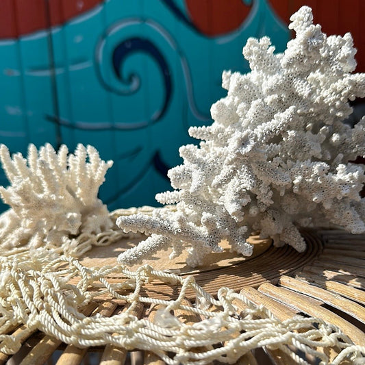 Vintage Finger Coral Specimen - Coastal Home Decor (Porites compressa)