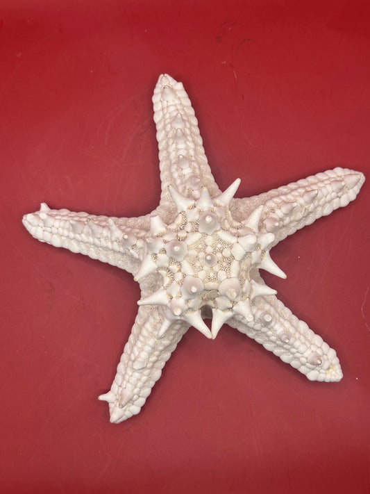 Vintage Knobby Starfish Specimen - White Marine Decor 7"