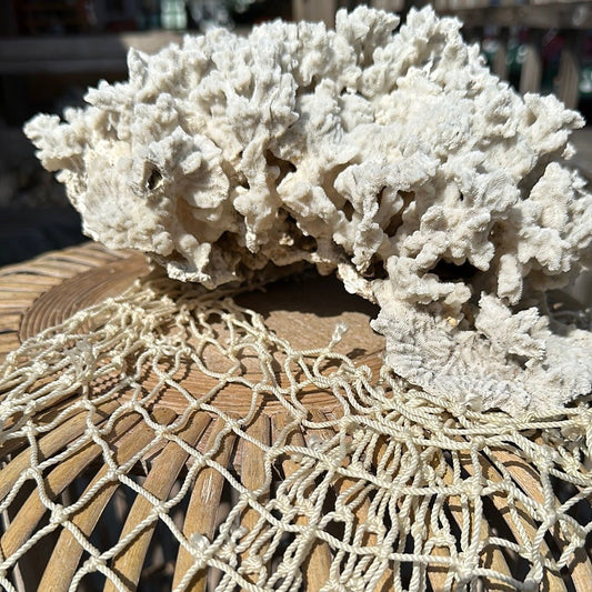 Vintage Merulina Coral Specimen - Coastal Home Decor (Merulina ampliata)