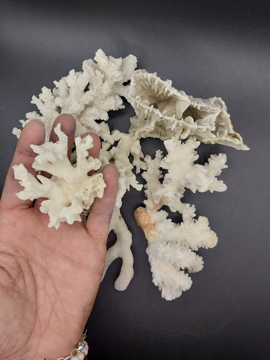 Vintage Mini White Coral Specimen - Coastal Home Decor (Assorted Species)